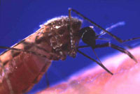 fungus and malaria